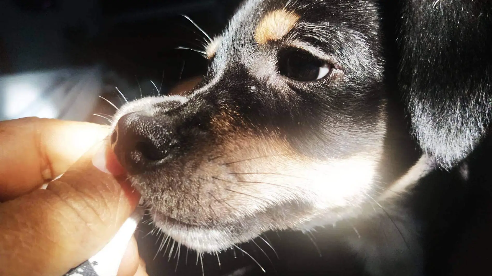 Perrito comiendo trapo